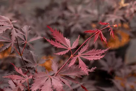 Acer palmatum 'Black Lace'? - 100-125 CM C7.5 - image 5
