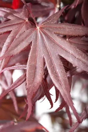 Acer palmatum 'Bloodgood' - 3 Ltr pot - image 5