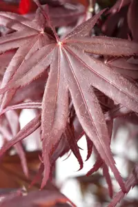 Acer palmatum 'Bloodgood' - 450-500 CM KL - image 5