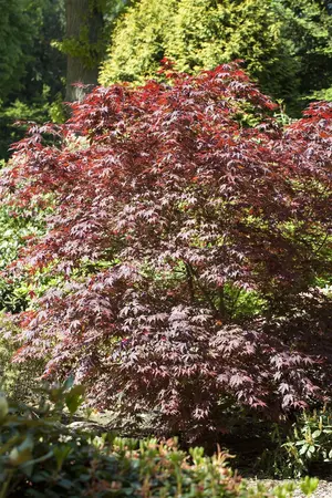 Acer palmatum 'Bloodgood' - 200-250 CM C70 - image 2