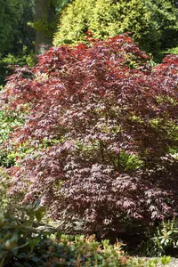 Acer palmatum 'Bloodgood' - 200-250 CM C70 - image 2