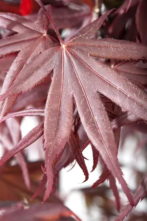 Acer palmatum 'Bloodgood' - 125-150 CM C40 - image 5