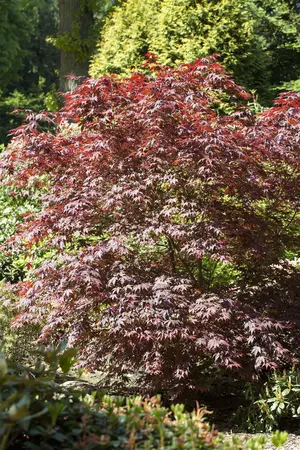 Acer palmatum 'Bloodgood' - 2 Ltr pot - image 2