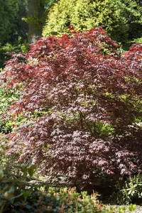 Acer palmatum 'Bloodgood' - 2 Ltr pot - image 2