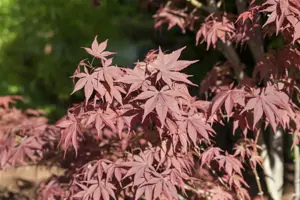 Acer palmatum 'Bloodgood' - SOLITAIR 100-125 CM RB - image 3