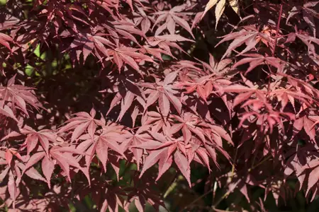Acer palmatum 'Bloodgood' - SOLITAIR 100-125 CM RB - image 4
