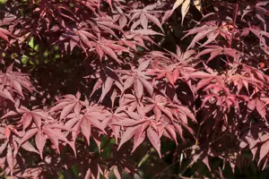 Acer palmatum 'Bloodgood' - MULTISTEM 350-400 CM CONT - image 4