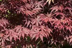 Acer palmatum 'Bloodgood' - 100-125 CM C14 - image 4