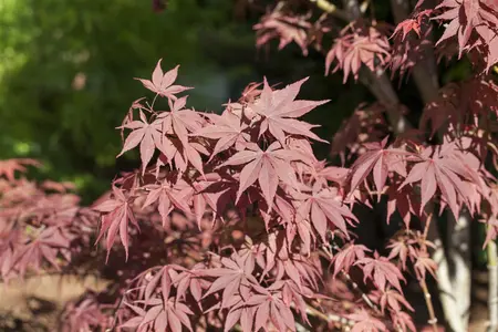 Acer palmatum 'Bloodgood' - SOLITAIR 160-180 CM C90 - image 3