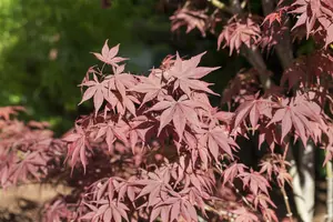 Acer palmatum 'Bloodgood' - SOLITAIR 160-180 CM C90 - image 3