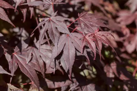 Acer palmatum 'Bloodgood' - 175-200 CM C35 - image 1