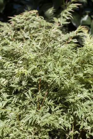 Acer palmatum 'Butterfly' - 100-125 CM C20 - image 5