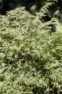 Acer palmatum 'Butterfly' - 100-125 CM C20 - image 5