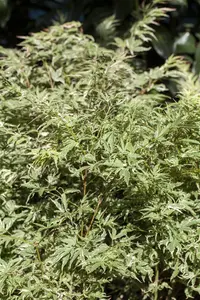 Acer palmatum 'Butterfly' - 40-50 CM C2 - image 5