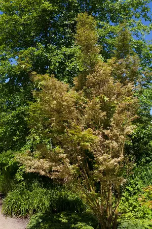 Acer palmatum 'Butterfly' - 2 Ltr pot - image 3