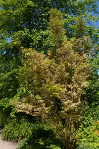 Acer palmatum 'Butterfly' - 2 Ltr pot - image 3