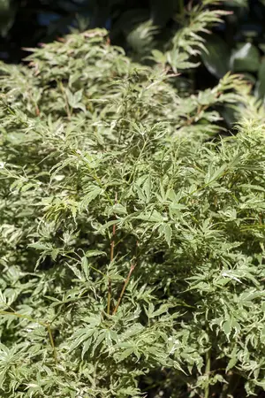 Acer palmatum 'Butterfly' - 2 Ltr pot - image 4