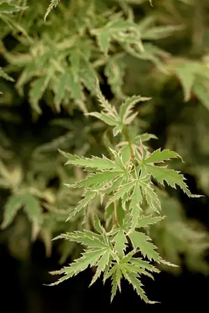 Acer palmatum 'Butterfly' - 2 Ltr pot - image 5