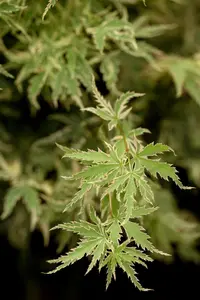 Acer palmatum 'Butterfly' - 2 Ltr pot - image 5