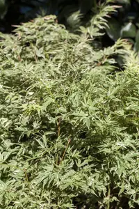 Acer palmatum 'Butterfly' - 80-100 CM C12 - image 4
