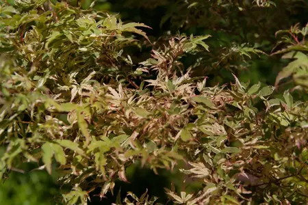 Acer palmatum 'Butterfly' - 100-125 CM C20 - image 1