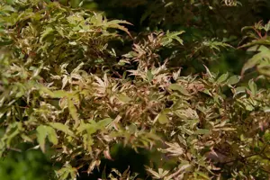 Acer palmatum 'Butterfly'