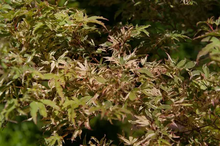 Acer palmatum 'Butterfly' - 2 Ltr pot - image 1