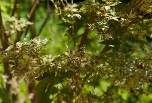 Acer palmatum 'Butterfly' - 100-125 CM C20 - image 2