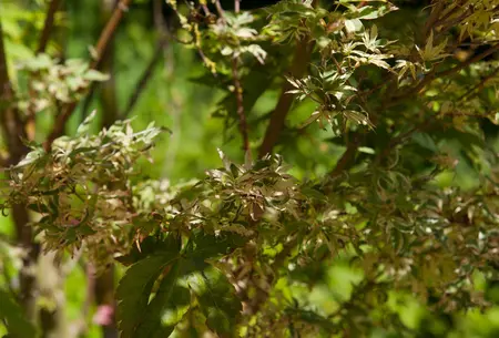 Acer palmatum 'Butterfly' - 2 Ltr pot - image 2