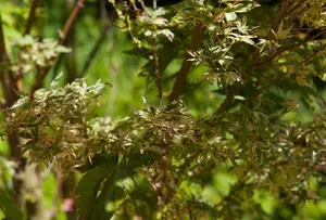 Acer palmatum 'Butterfly' - 2 Ltr pot - image 2