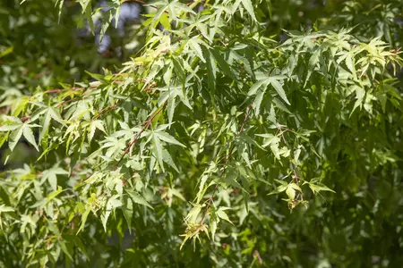 Acer palmatum 'Butterscotch'? - 2 Ltr pot