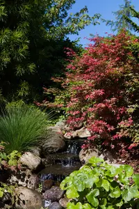 Acer palmatum 'Carminium'
