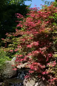 Acer palmatum 'Carminium' - 200-250 CM C110 - image 2