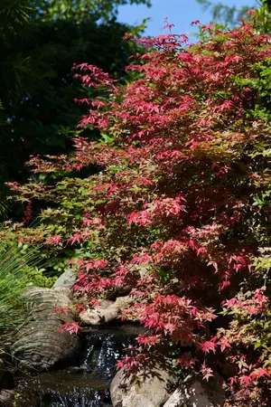 Acer palmatum 'Carminium' - 200-250 CM C80 - image 2