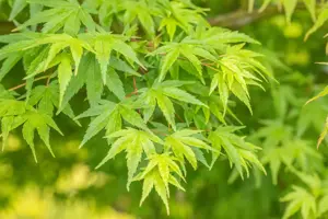 Acer palmatum 'Chitoseyama'