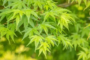 Acer palmatum 'Chitoseyama' - 100-125 CM C20