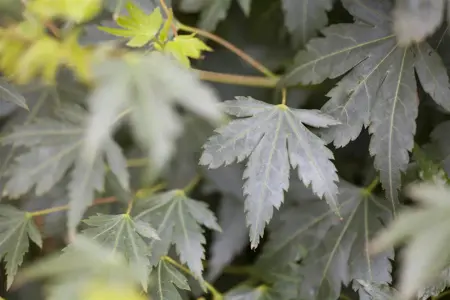 Acer palmatum 'Coonara Pygmy' - 200-250 CM C80