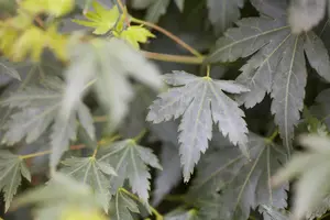 Acer palmatum 'Coonara Pygmy'