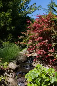 Acer palmatum 'Corallinum'