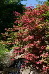 Acer palmatum 'Corallinum' - 80-100 CM C5 - image 2