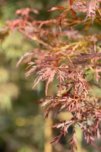 Acer palmatum 'Crimson Princess' - 100 CM STEM C70