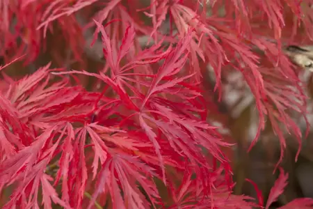 Acer palmatum 'Crimson Princess' - 50 CM STEM C15 - image 1