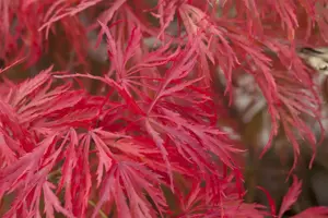 Acer palmatum 'Crimson Princess'
