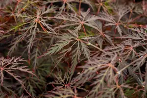 Acer palmatum 'Crimson Queen' - 50-60 CM RB - image 4
