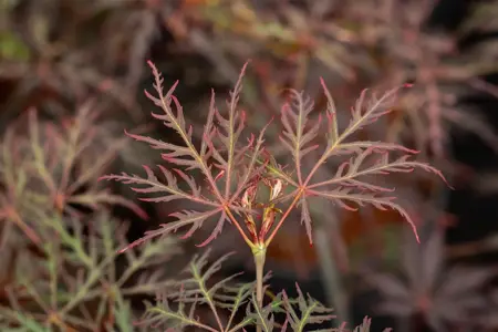 Acer palmatum 'Crimson Queen' - 50-60 CM RB - image 5
