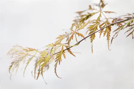 Acer palmatum 'Crimson Queen' - 60-80 CM C5 - image 1
