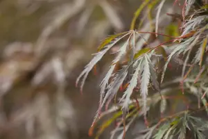 Acer palmatum 'Crimson Queen' - 60-80 CM C5 - image 2