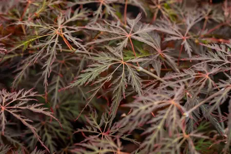 Acer palmatum 'Crimson Queen' - 60-80 CM C5 - image 4