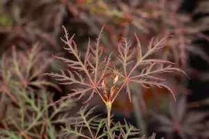 Acer palmatum 'Crimson Queen' - 80-100 CM RB - image 5