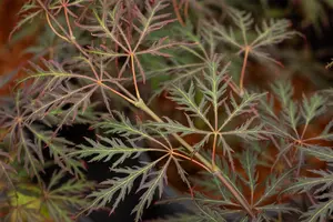Acer palmatum 'Crimson Queen' - 80-100 CM C20 - image 5